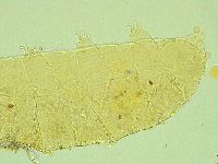 Cornechiniscus lobatus image