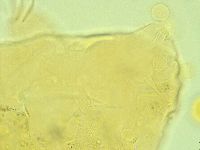 Cornechiniscus lobatus image