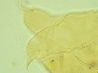 Cornechiniscus lobatus image