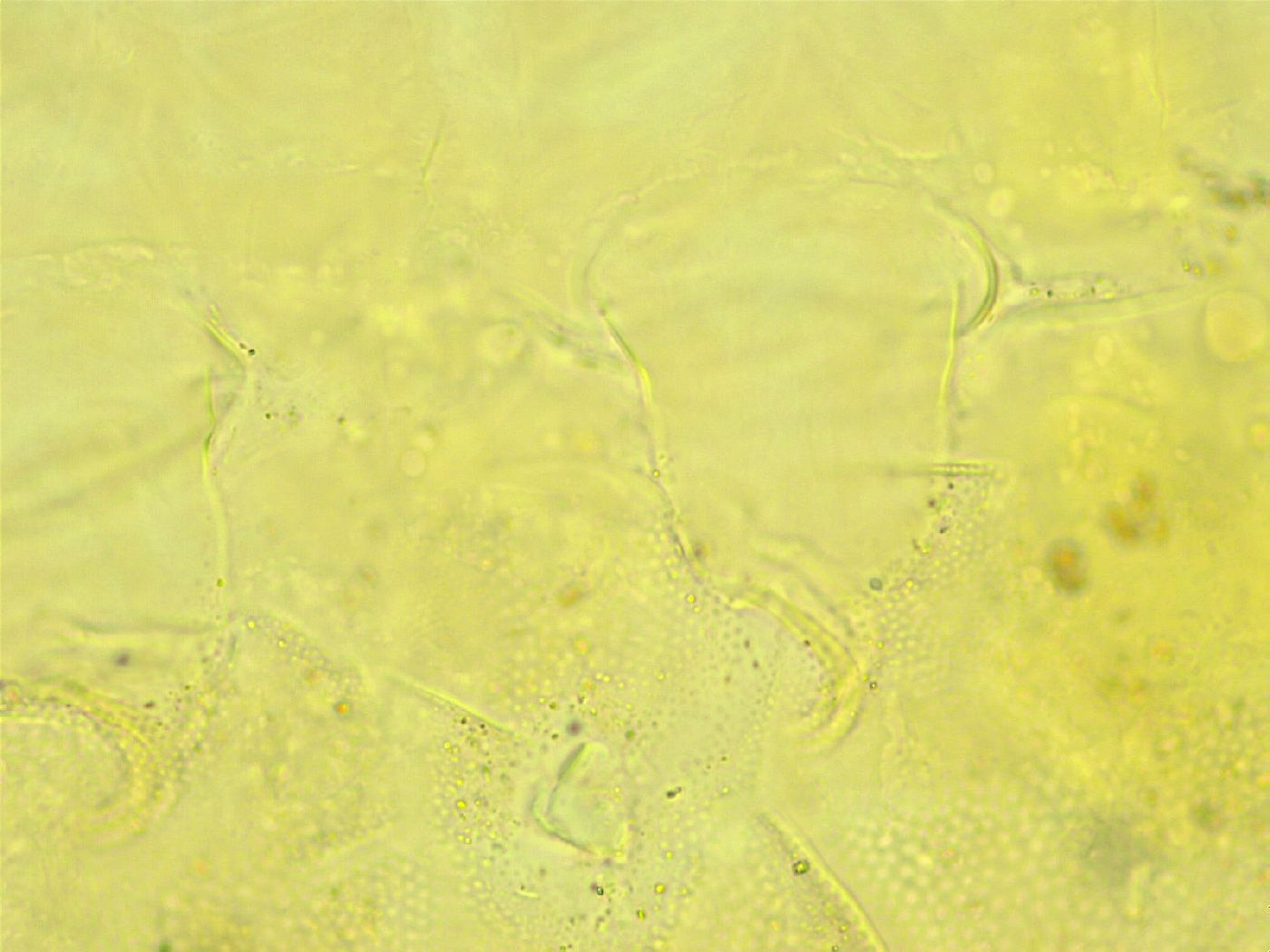 Cornechiniscus lobatus image