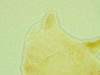 Pseudechiniscus novaezeelandiae image