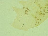Pseudechiniscus juanitae image