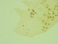 Pseudechiniscus juanitae image