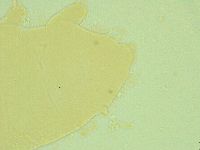 Pseudechiniscus juanitae image