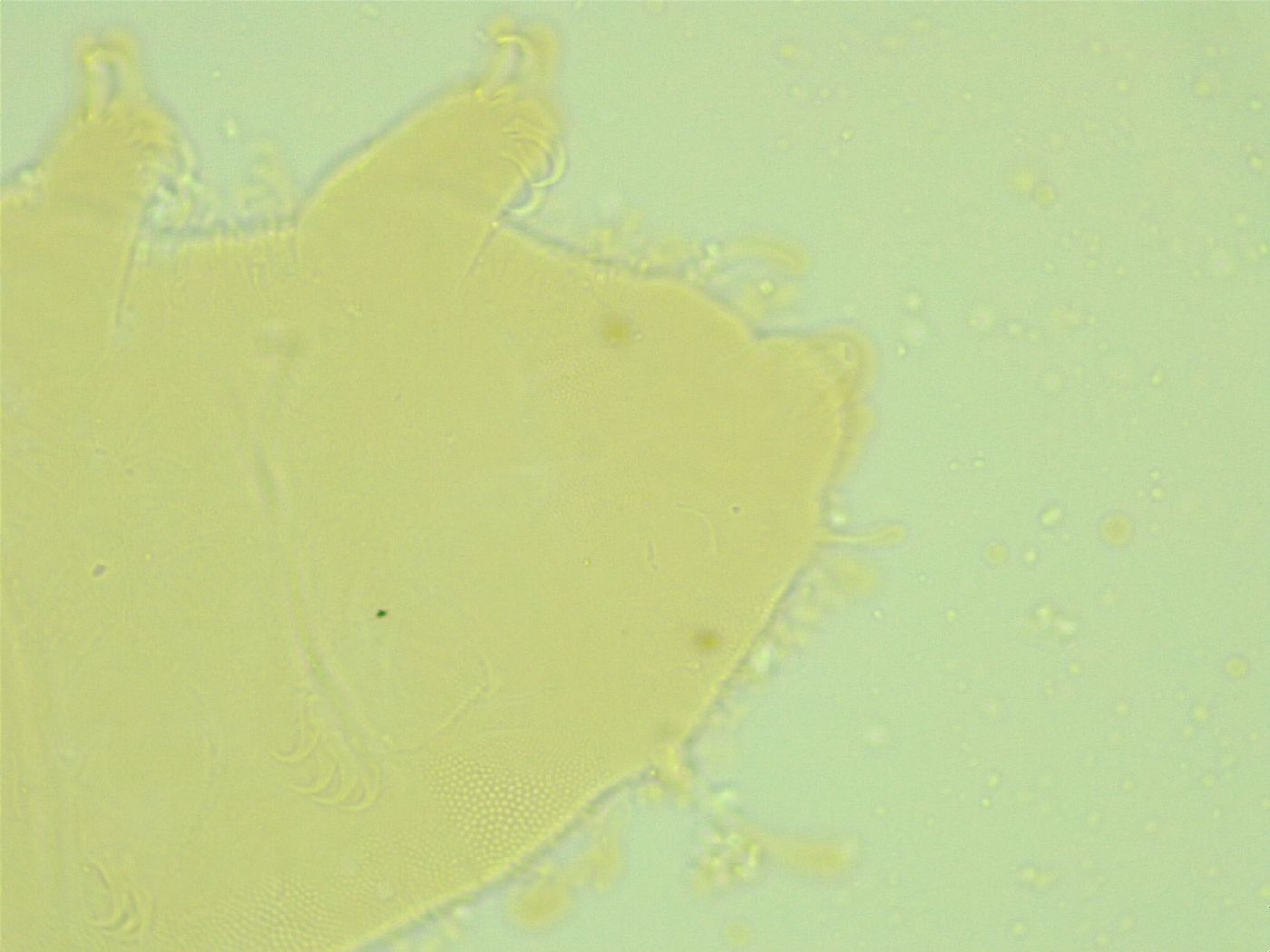Pseudechiniscus juanitae image