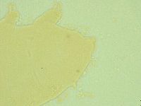 Pseudechiniscus juanitae image