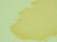 Pseudechiniscus juanitae image
