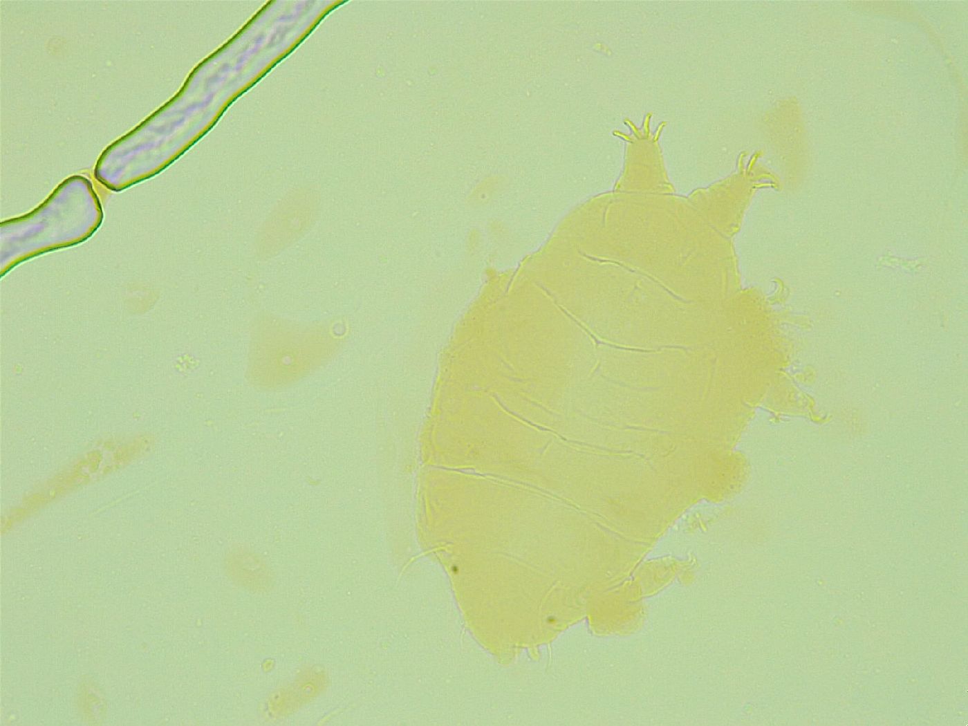 Pseudechiniscus juanitae image