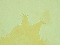 Pseudechiniscus juanitae image