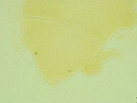 Pseudechiniscus juanitae image