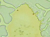 Pseudechiniscus juanitae image