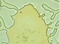 Pseudechiniscus juanitae image
