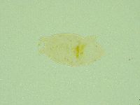 Pseudechiniscus juanitae image