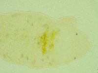 Pseudechiniscus juanitae image