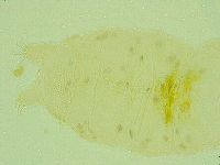 Pseudechiniscus juanitae image