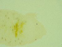 Pseudechiniscus juanitae image