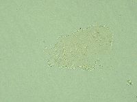 Antechiniscus conversus image