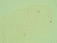 Antechiniscus conversus image