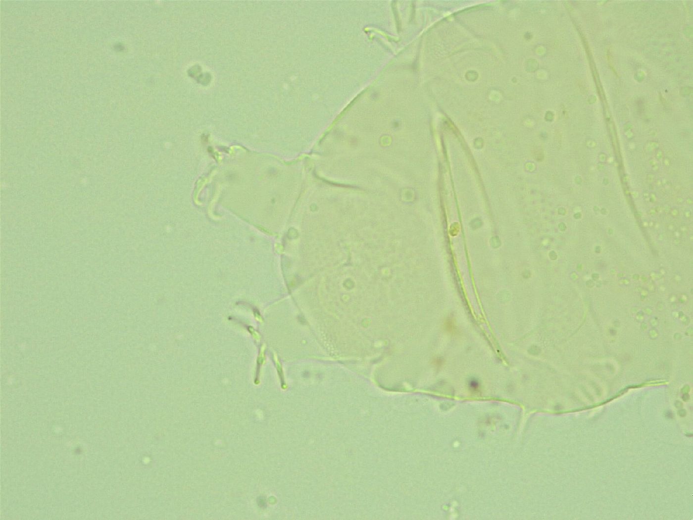 Antechiniscus conversus image