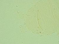 Media resource of Antechiniscus conversus