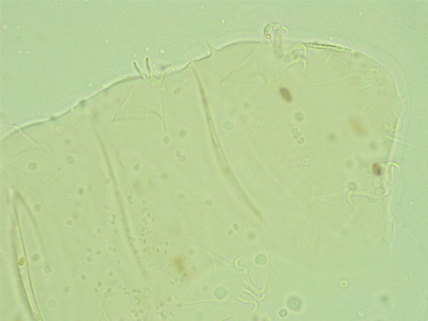 Antechiniscus image