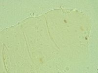 Antechiniscus conversus image