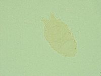 Pseudechiniscus juanitae image