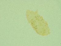 Pseudechiniscus juanitae image