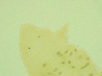 Pseudechiniscus juanitae image