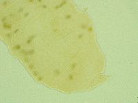 Pseudechiniscus juanitae image