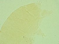 Pseudechiniscus juanitae image