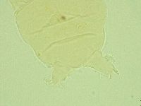 Pseudechiniscus juanitae image