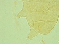 Pseudechiniscus juanitae image