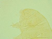 Pseudechiniscus juanitae image