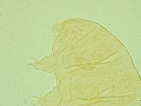 Pseudechiniscus juanitae image