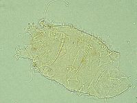 Antechiniscus perplexus image