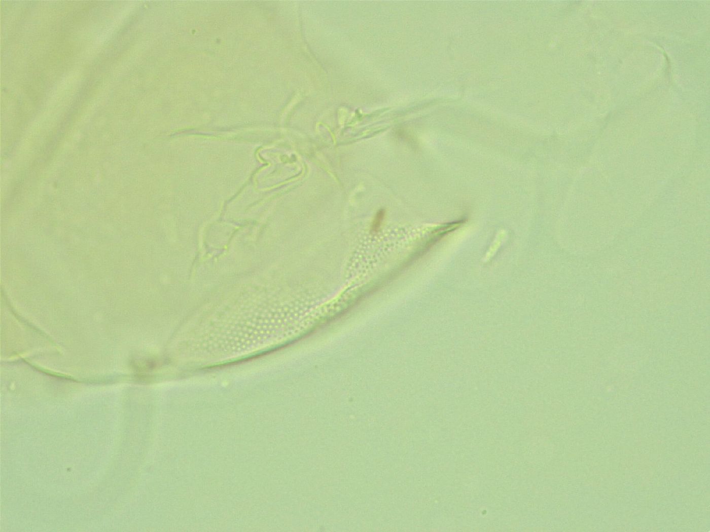 Antechiniscus perplexus image