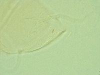 Antechiniscus perplexus image