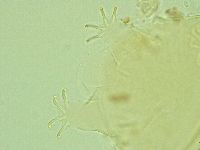 Antechiniscus perplexus image