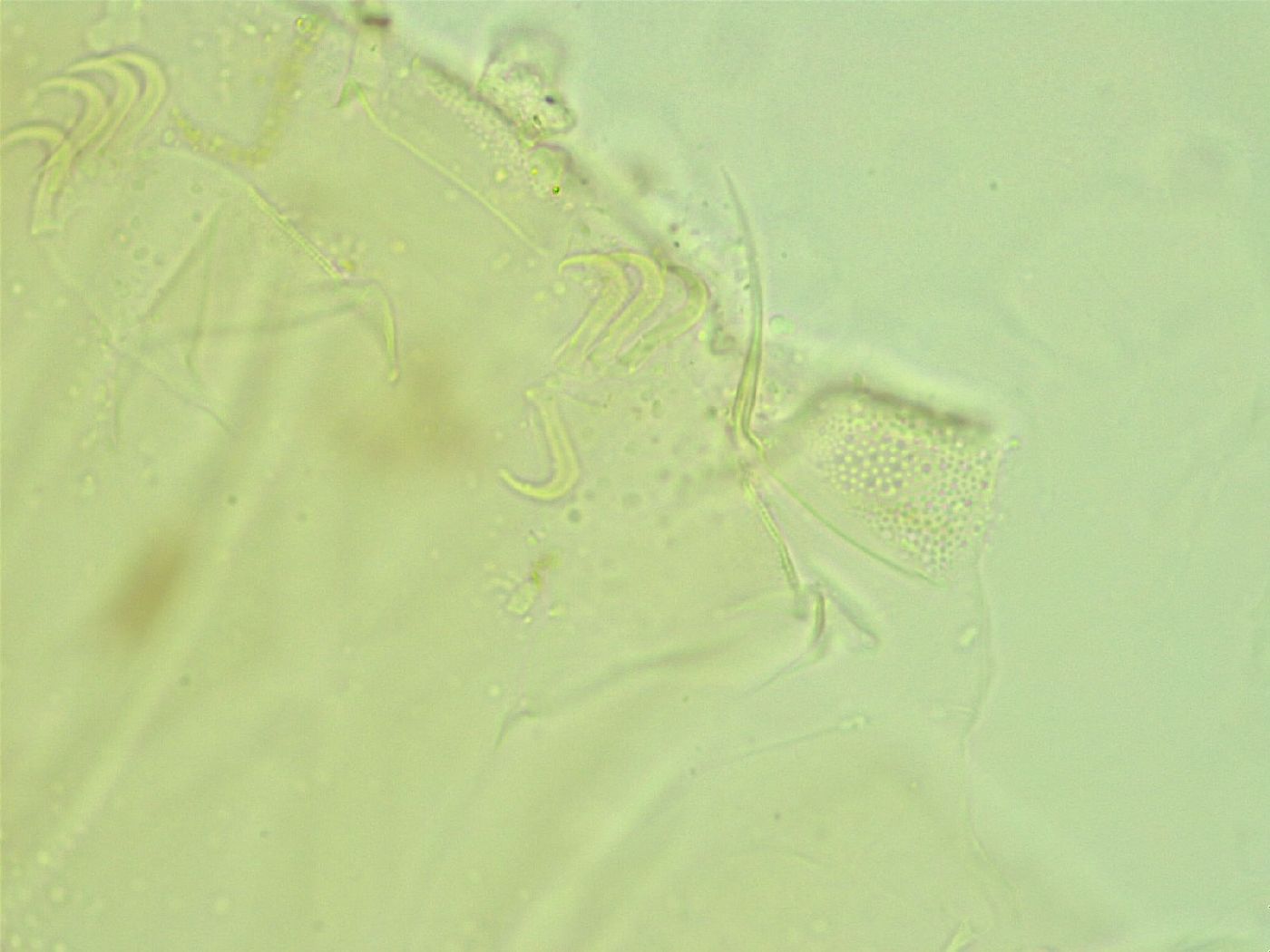 Antechiniscus perplexus image