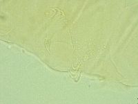Antechiniscus perplexus image