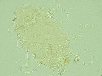 Antechiniscus perplexus image
