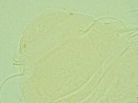 Antechiniscus perplexus image