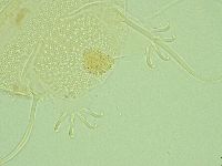 Antechiniscus perplexus image