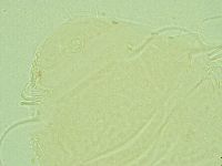 Antechiniscus perplexus image