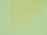 Media resource of Antechiniscus perplexus