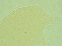 Antechiniscus perplexus image