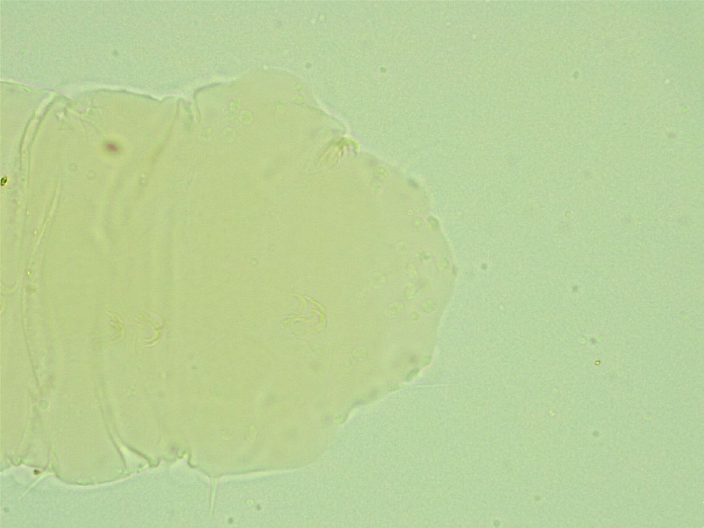 Antechiniscus perplexus image