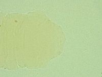 Antechiniscus perplexus image