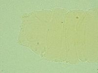 Antechiniscus perplexus image